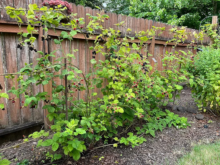 Marionberry's.