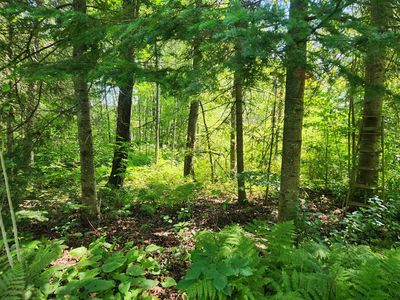 Creek Trl, Bayfield, WI, 54814