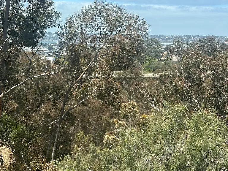 View From Living Area