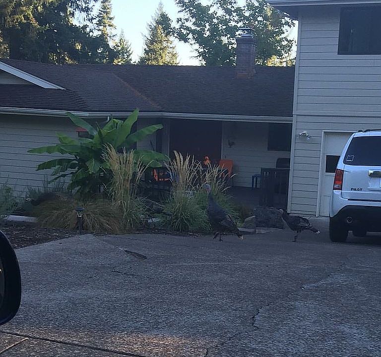 Driveway 