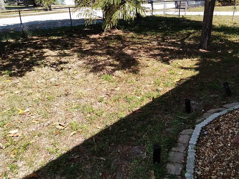 Front yard-- 2 Mango trees