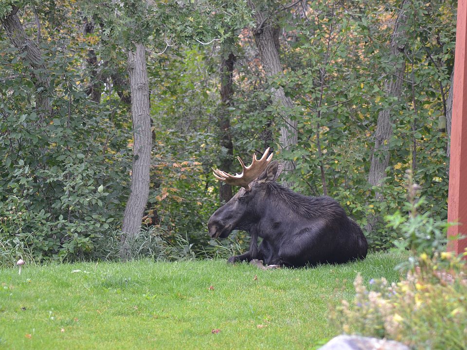 Moose Hollow's Residents