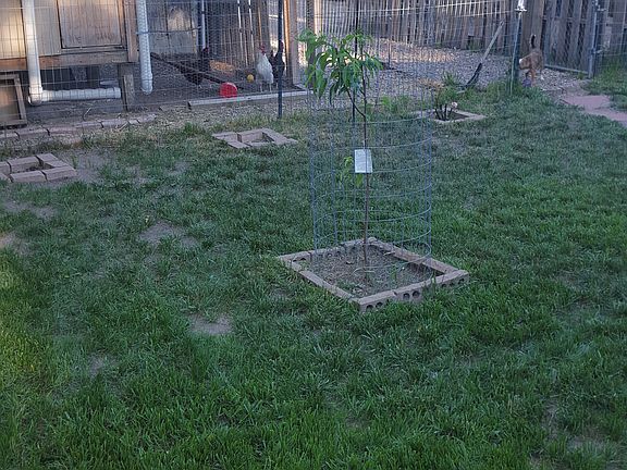 Back yard north of door