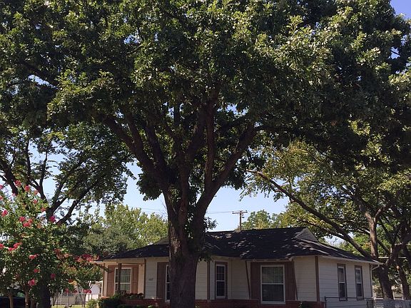 5 Enormous Shade Trees