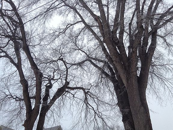 Tree Canopy Over Avenue C 