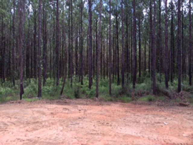 2nd image of 12780 Jenkins Pit Rd