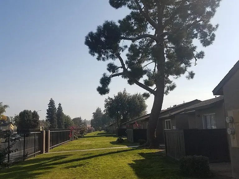 Pacific Pines — Photo 20