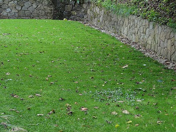 Large/ flat/ fenced backyard