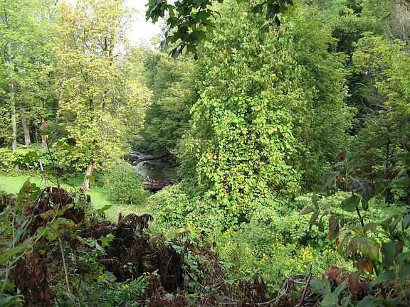 Garden at Rear