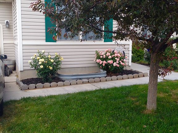 Rose bushes in front