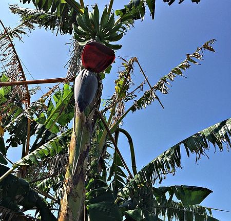 Producing Banana Tree