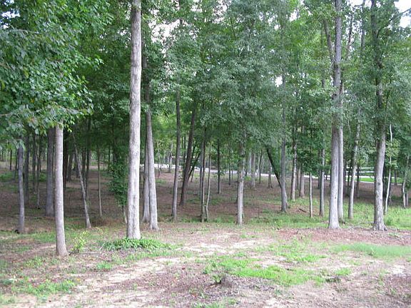 Woodland view