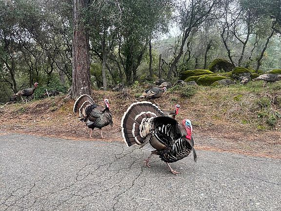 Wild Turkeys in Kelseyville!