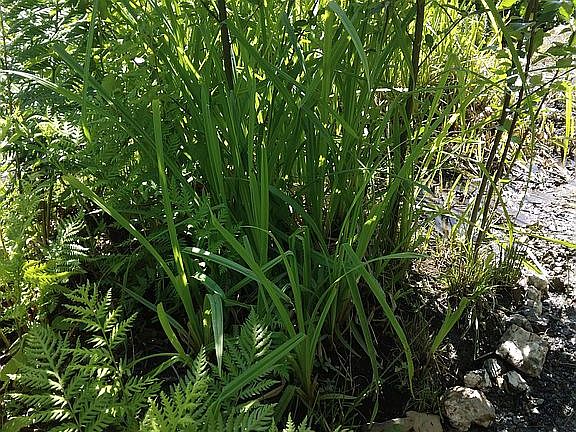 Thick 100% pure clay here 