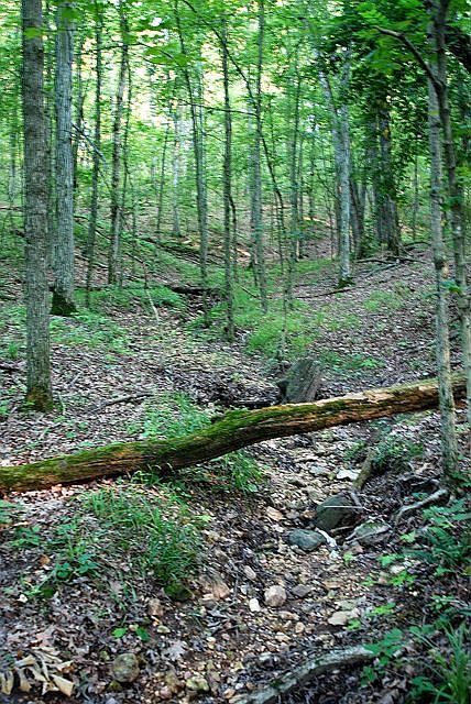 View of creek at back of property