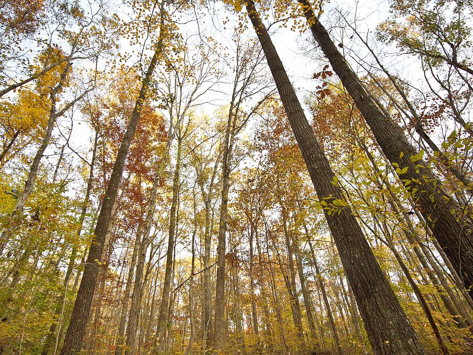 50 acres of forested land