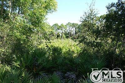 This one is taken about halfway up on the West side of the property looking NE.  Pines, palmettos and some nice young live oaks too.