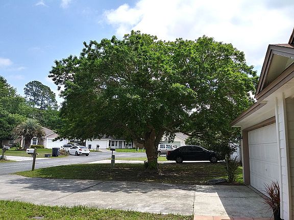 Canipy tree in front yard