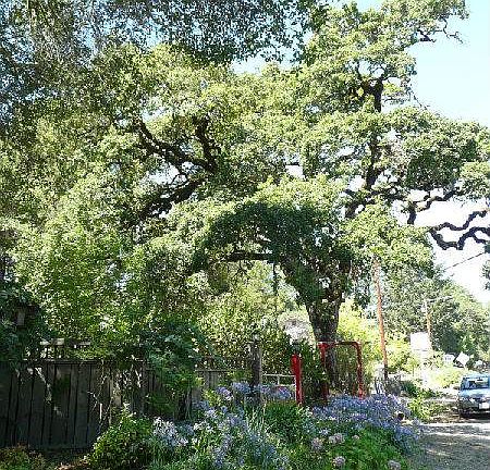 Gorgeous oak tree in front