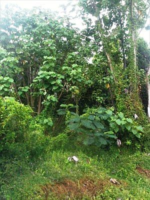 2nd image of 15-2766 S Malolo St Lot 968
