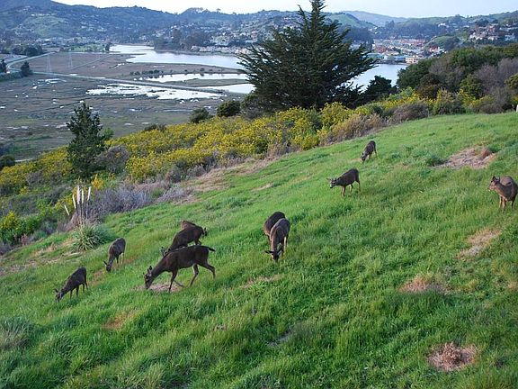 local wildlife from deck