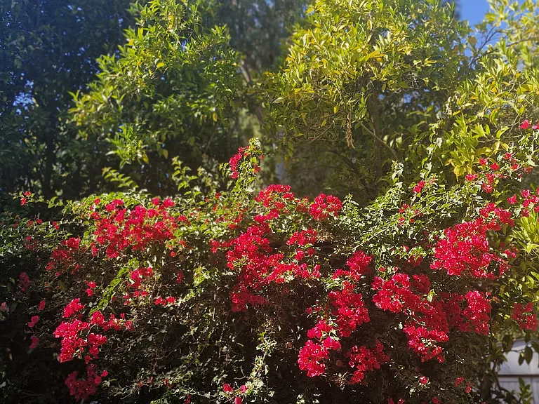 orange trees