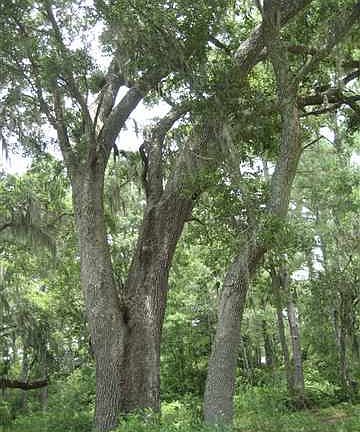 5th image of 21 Marsh Oaks Lane
