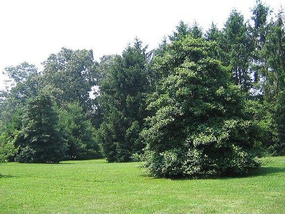 Large private backyard