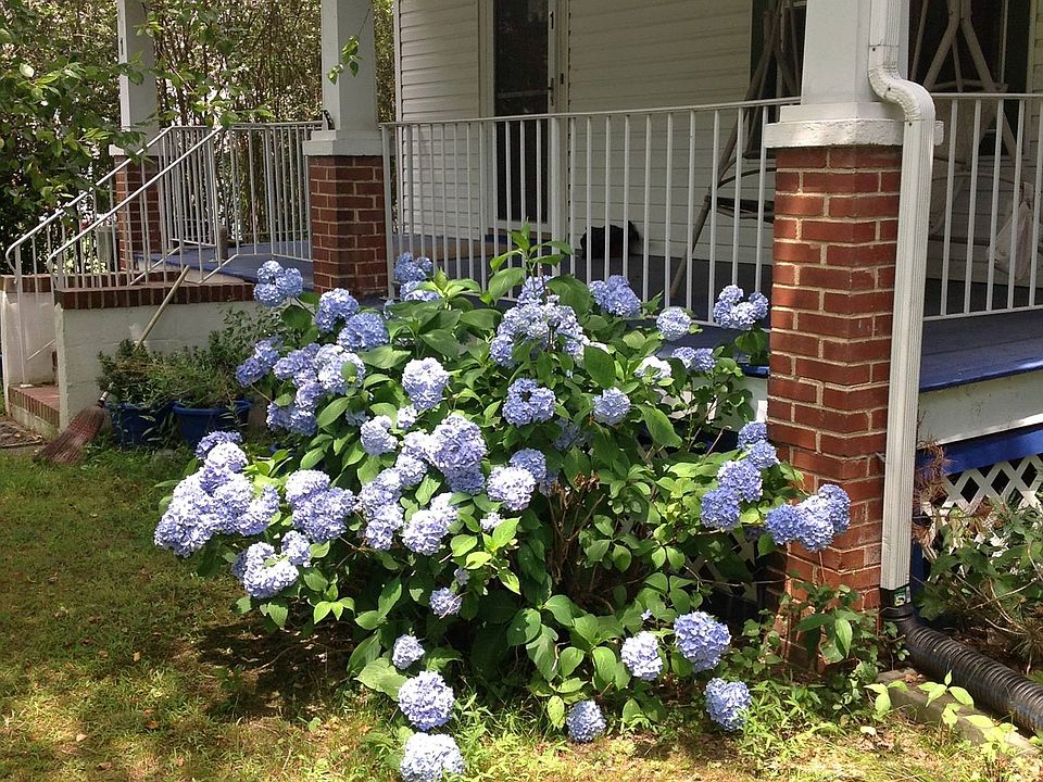 Front porch, June 2019