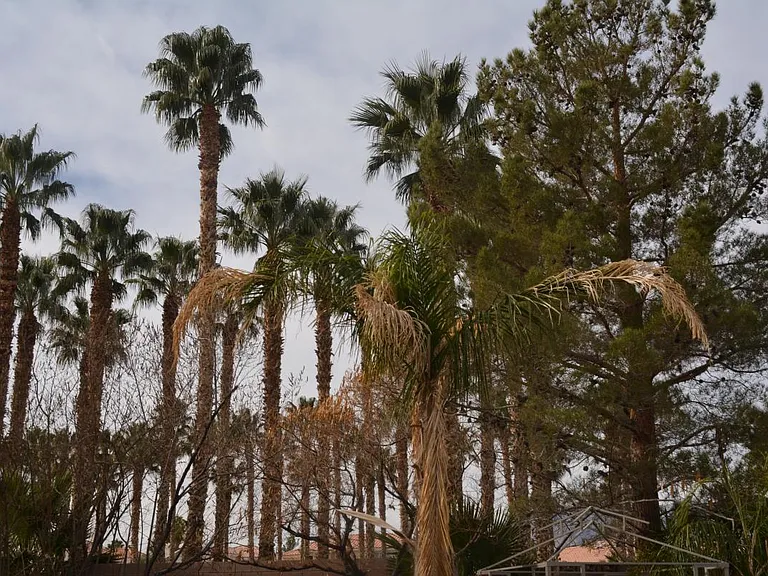 Sun Rose Ave — Photo 24