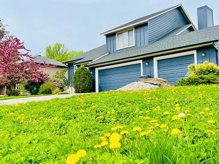 Beautiful Clover-Lawn needs water alone and maintenance free (no fertilizing, no mowing). Weeds can barely compete with the clover in ground covering!