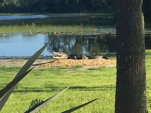 Our pet alligator 