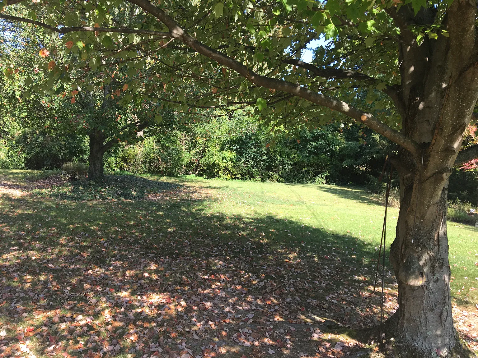 3 bed, 9999 sqft, $2,500 — Photo 3