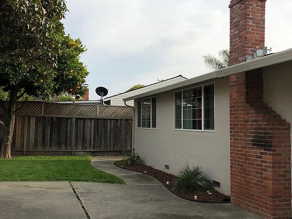 Lots of Oranges in the Back Yard