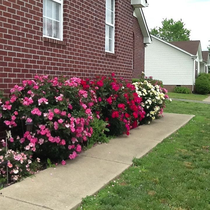 Roses along front of garage.