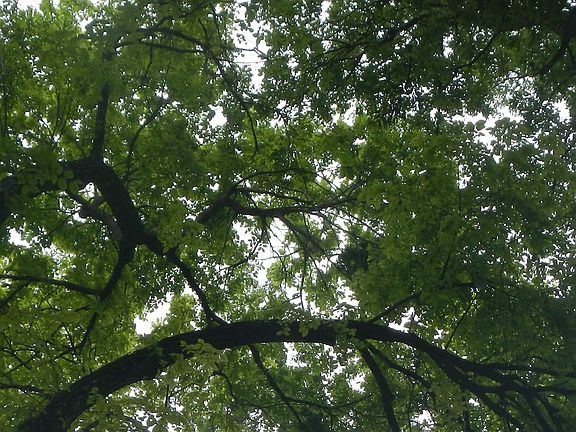Trees Everywhere