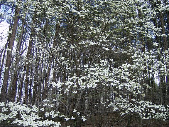 Dogwoods are Plentiful!