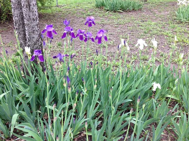 Iris in front yard during spring,