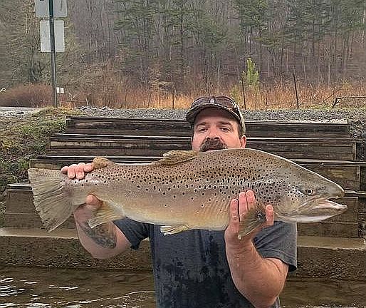 Toccoa River Brown Trout