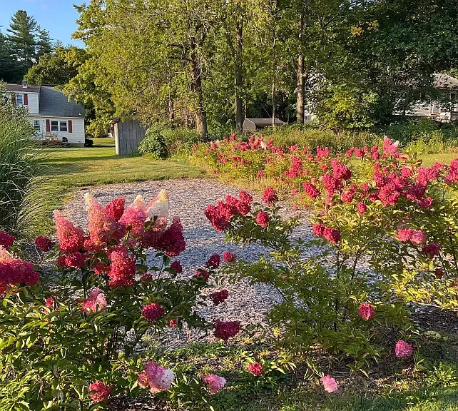 Flowers on back lawn
