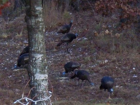 wild turkey in the yard