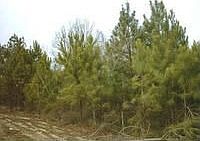 1st image of 1399 County Road 961