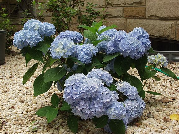 'Endless Summer' plant uder front window