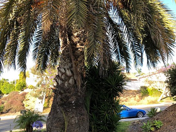 Front yard palms