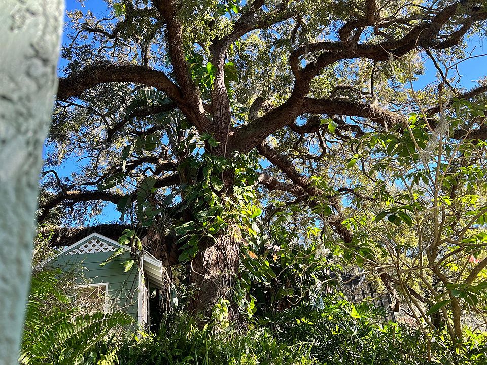 Live Oak (Lighted at Night until +/- 11PM)