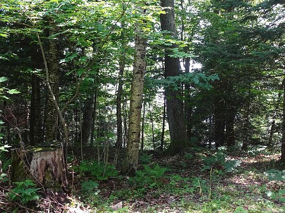 5th image of Autrain Forest Lake Rd