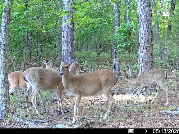 4th image of 37/forrest Dr