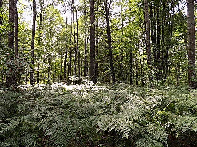 2nd image of 10980 River Rd