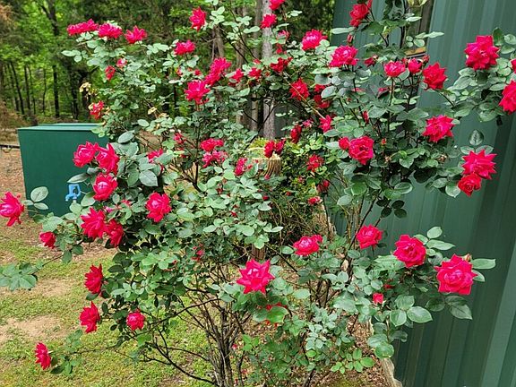 Roses
