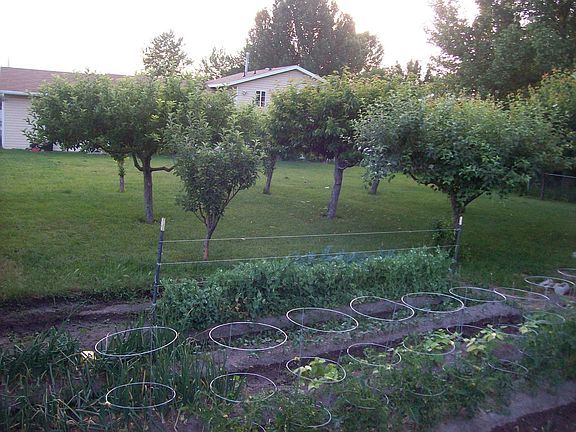 Garden and Orchard